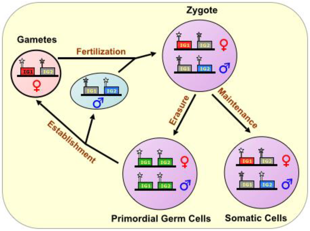 Biomolecules 04 00076 g001 1024