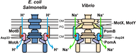 Biomolecules 04 00217 g003 200