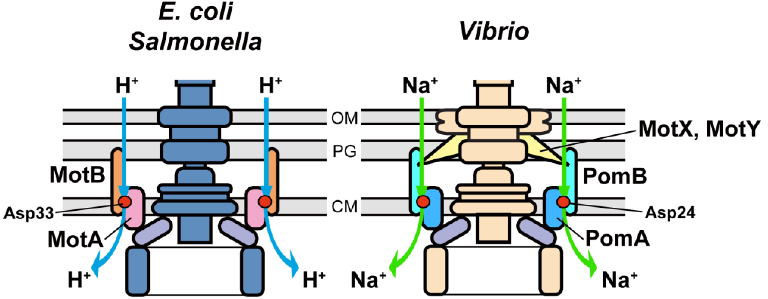 Biomolecules 04 00217 g003