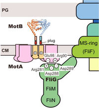 Biomolecules 04 00217 g007 200