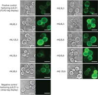 Biomolecules 04 00390 g002 200