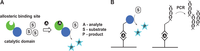 Biomolecules 04 00402 g001 200