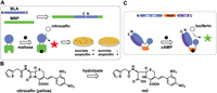 Biomolecules 04 00402 g003 200