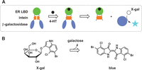 Biomolecules 04 00402 g004 200
