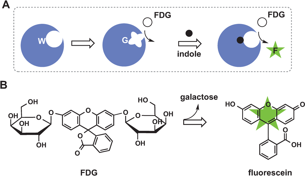 Biomolecules 04 00402 g005 1024