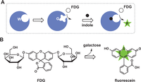 Biomolecules 04 00402 g005 200