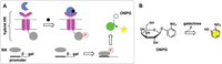 Biomolecules 04 00402 g007 200