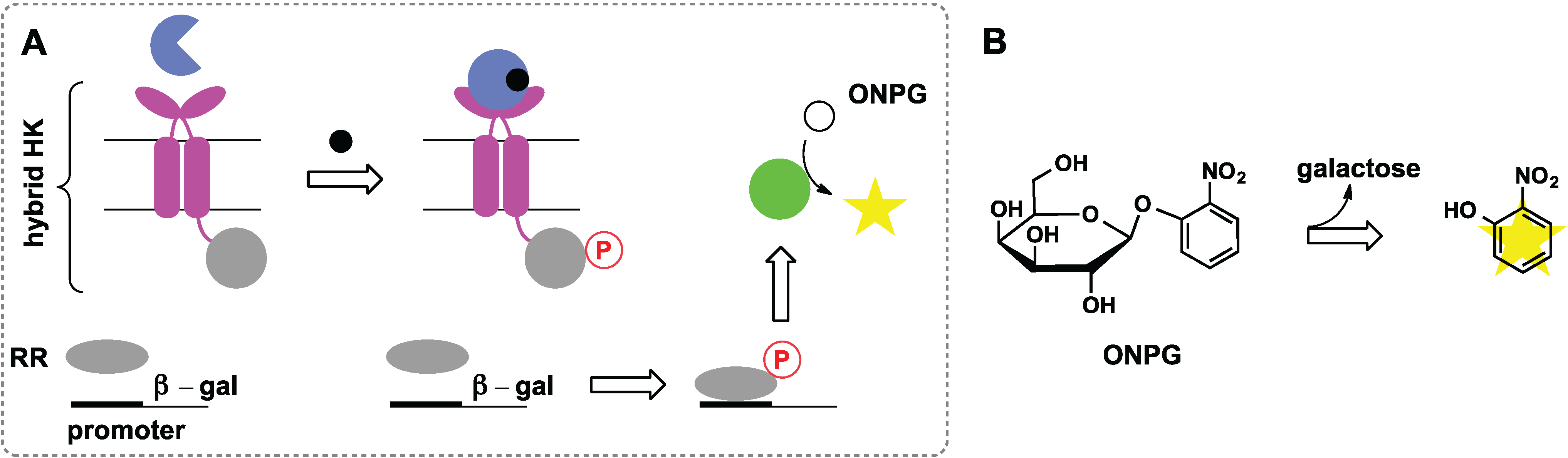 Biomolecules 04 00402 g007