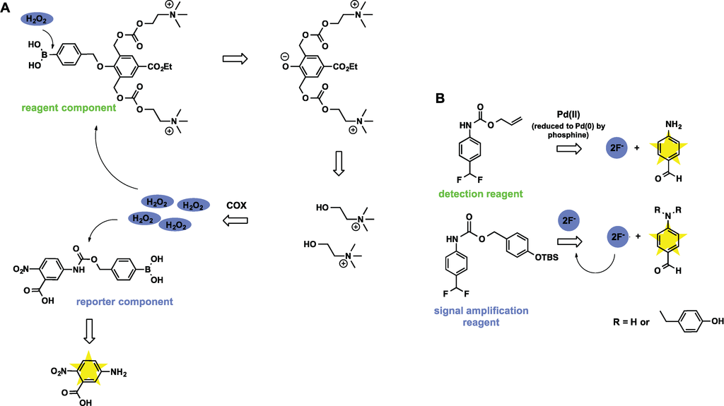 Biomolecules 04 00402 g010 1024