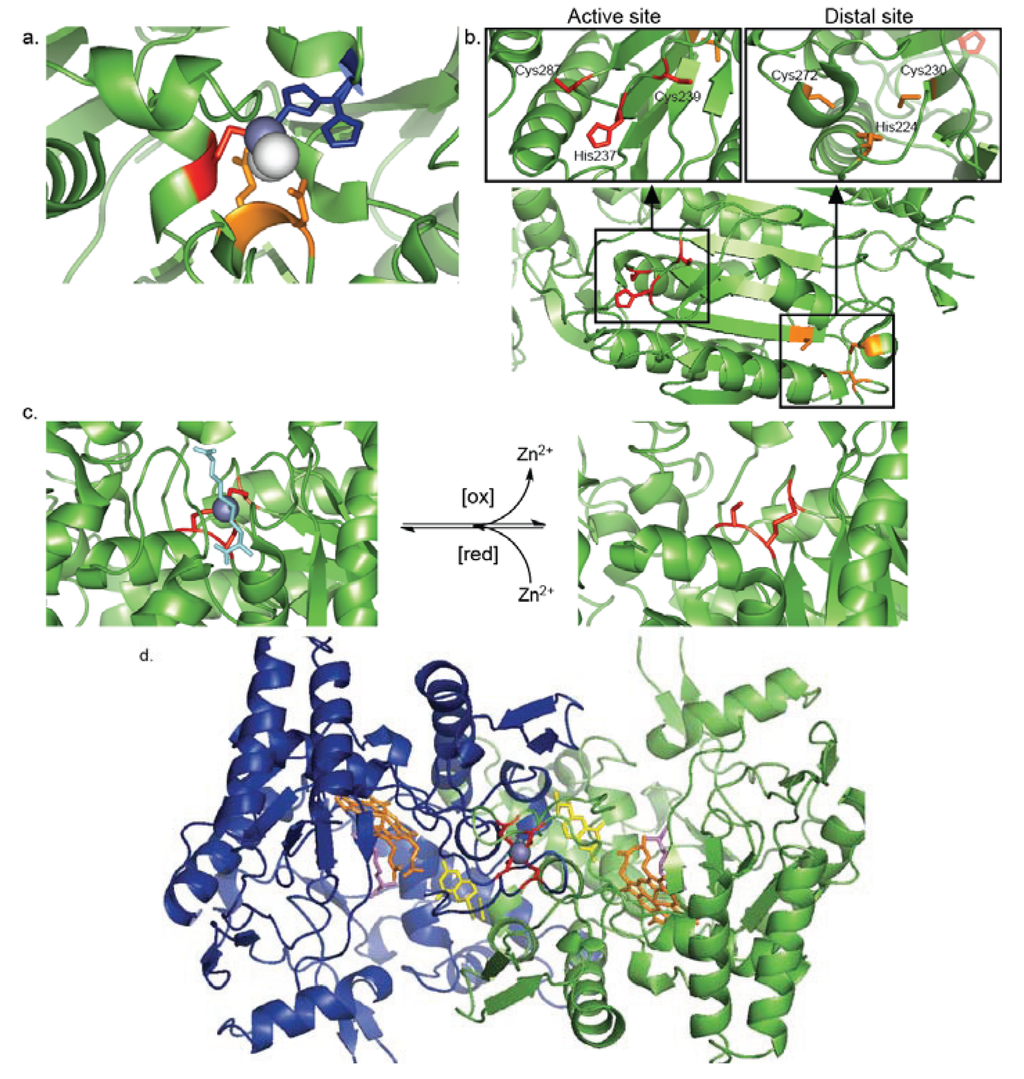 Biomolecules 04 00419 g004 1024
