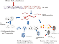 Biomolecules 04 00435 g003 200