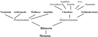 Biomolecules 04 00435 g004 200