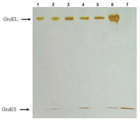 Biomolecules 04 00458 g009 200