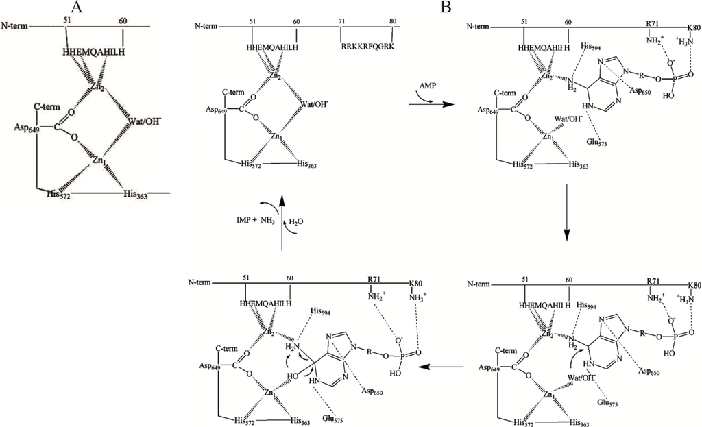 Biomolecules 04 00474 g001 1024