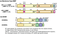Biomolecules 04 00510 g006 200