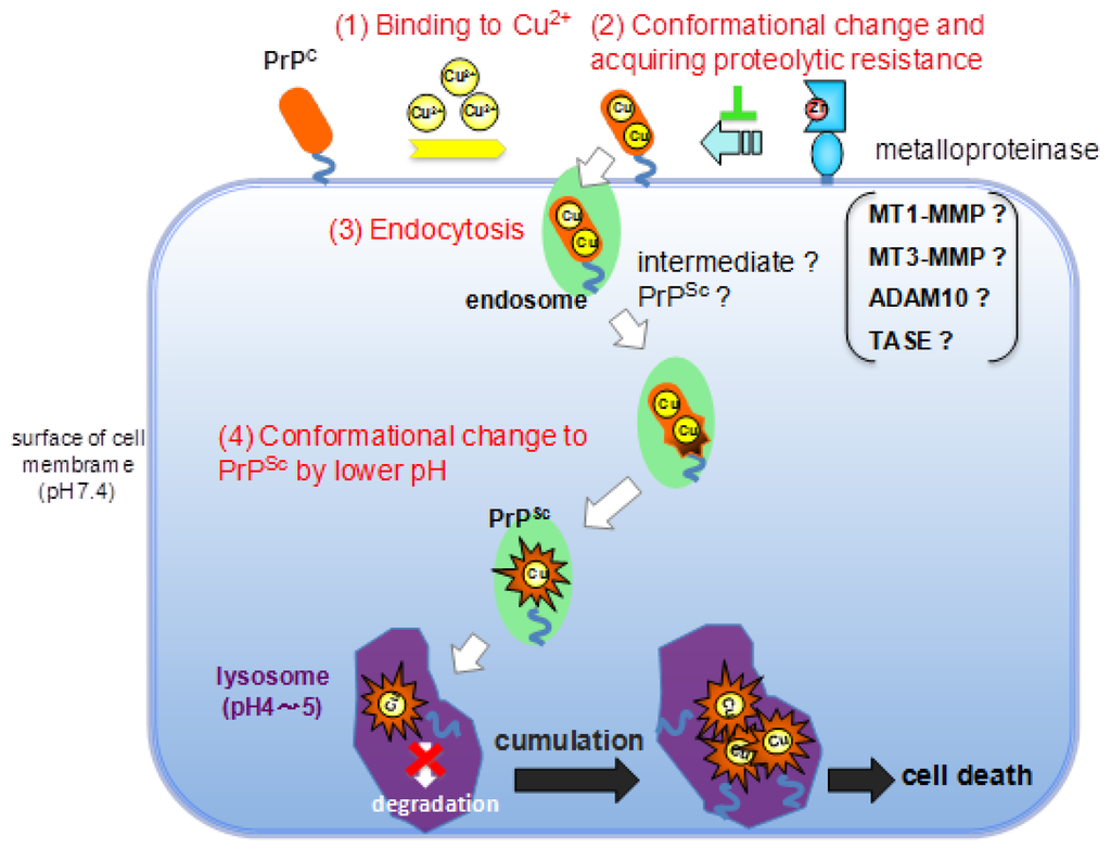Biomolecules 04 00510 g007 1024