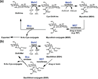 Biomolecules 04 00527 g003 200