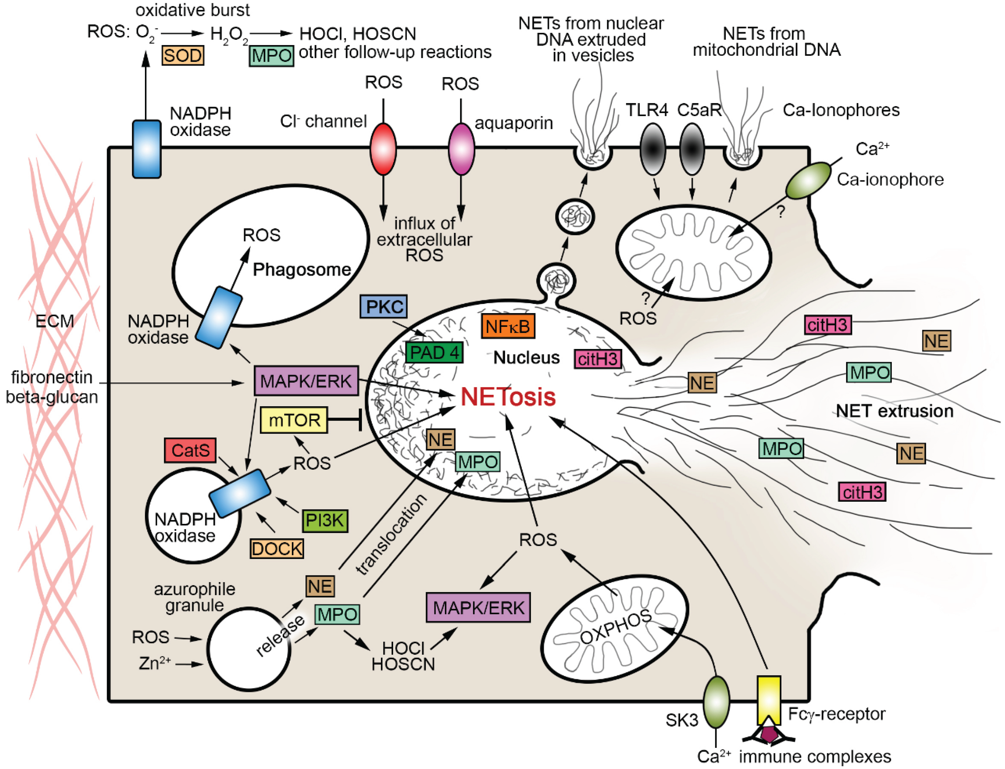 reactive oxygen species