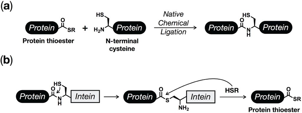 protein semisynthesis protein semisynthesis
