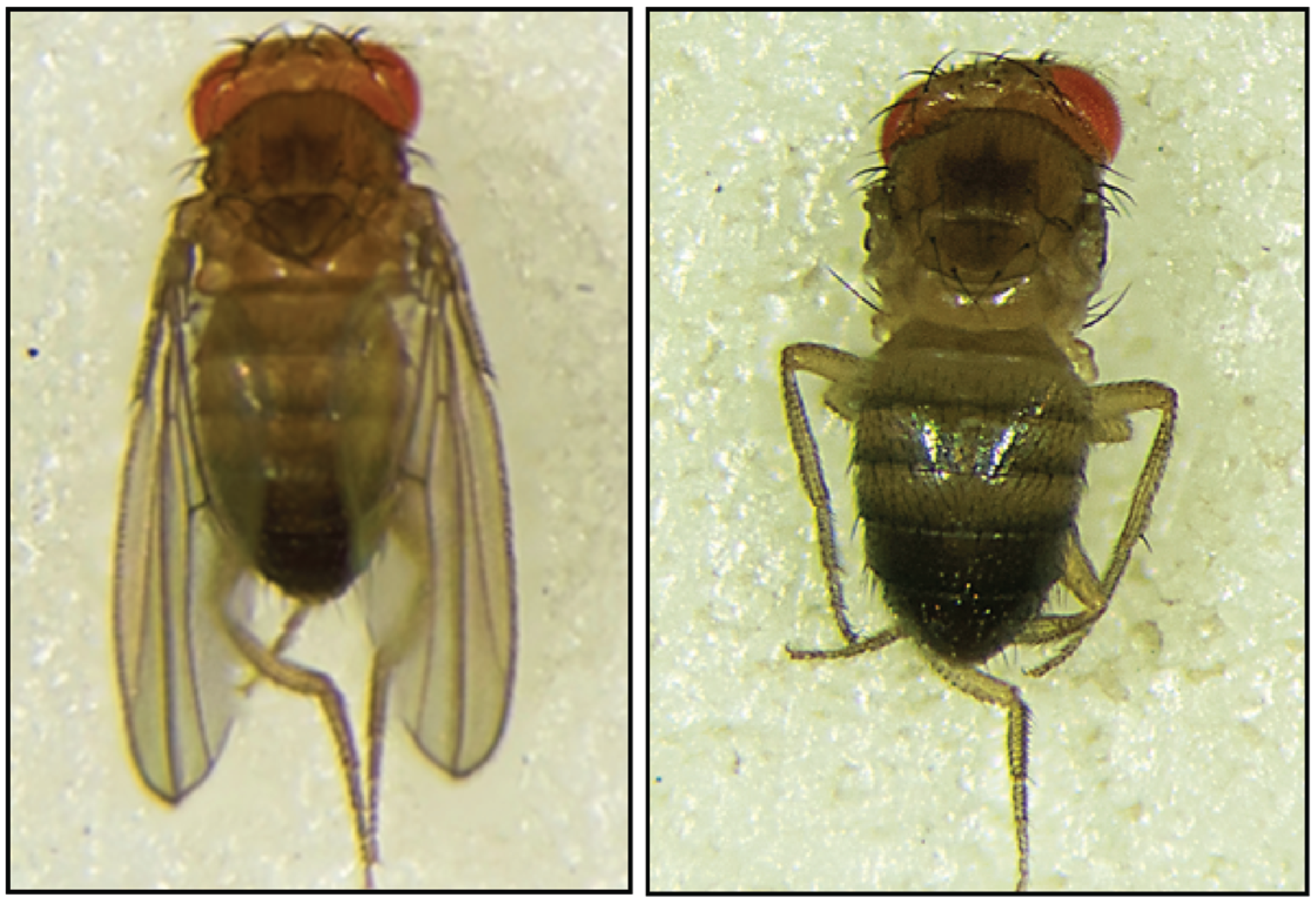 Biomolecules 05 01515 g005