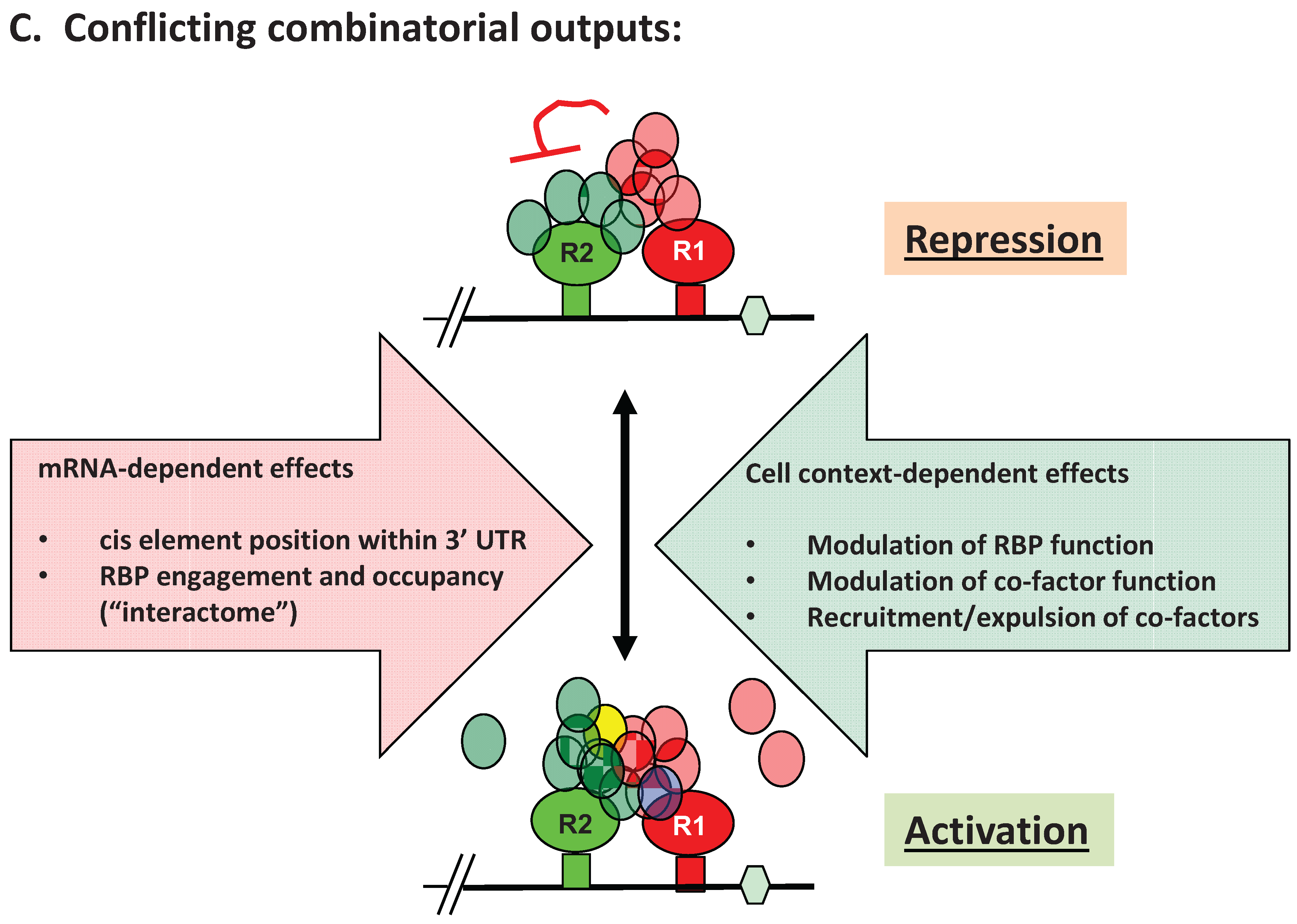 biomolecules free full text functional integration of mrna mrna function