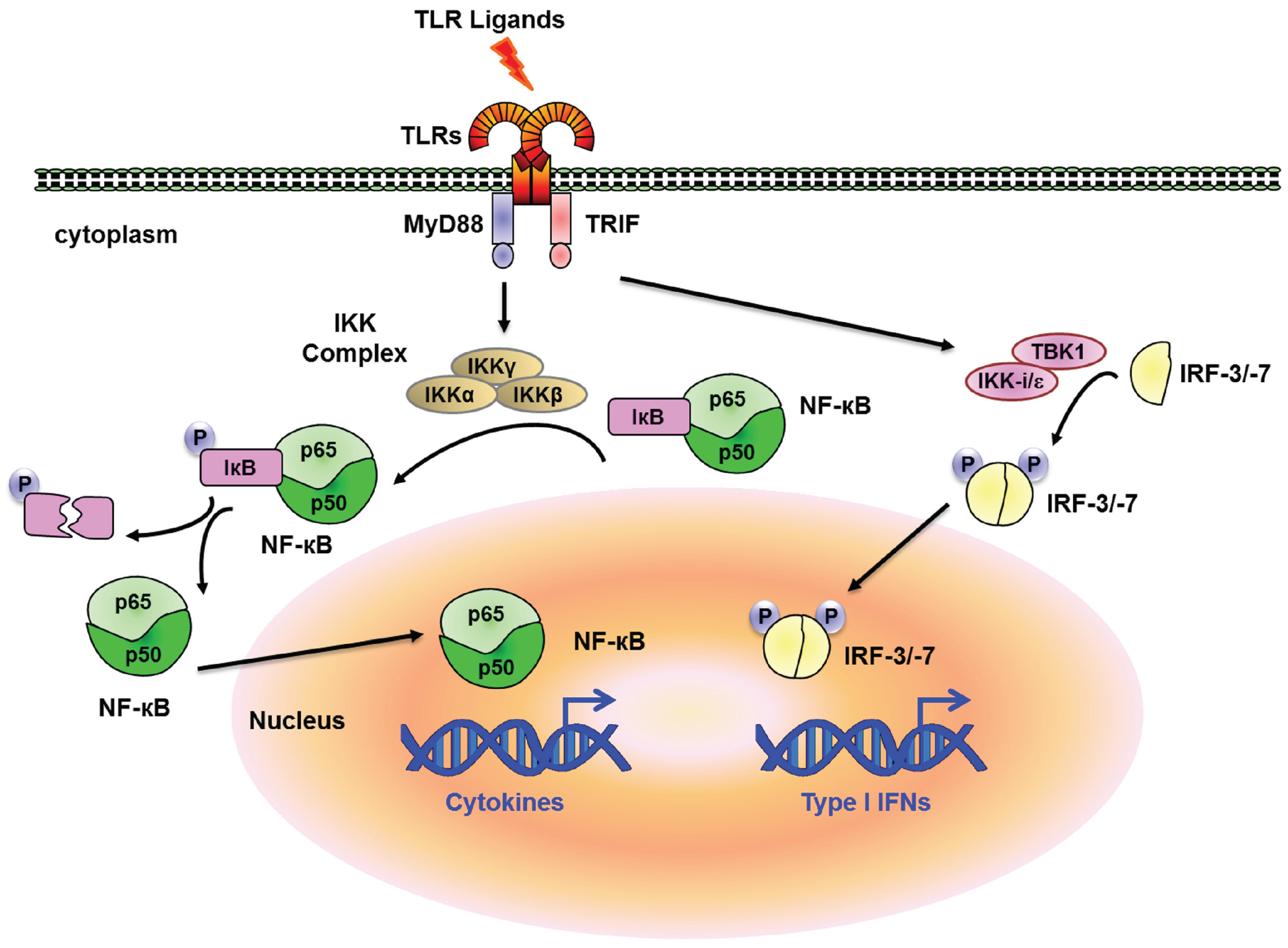 Pdf Transcriptional Activation Domains Of Human Heat Shock Factor 1