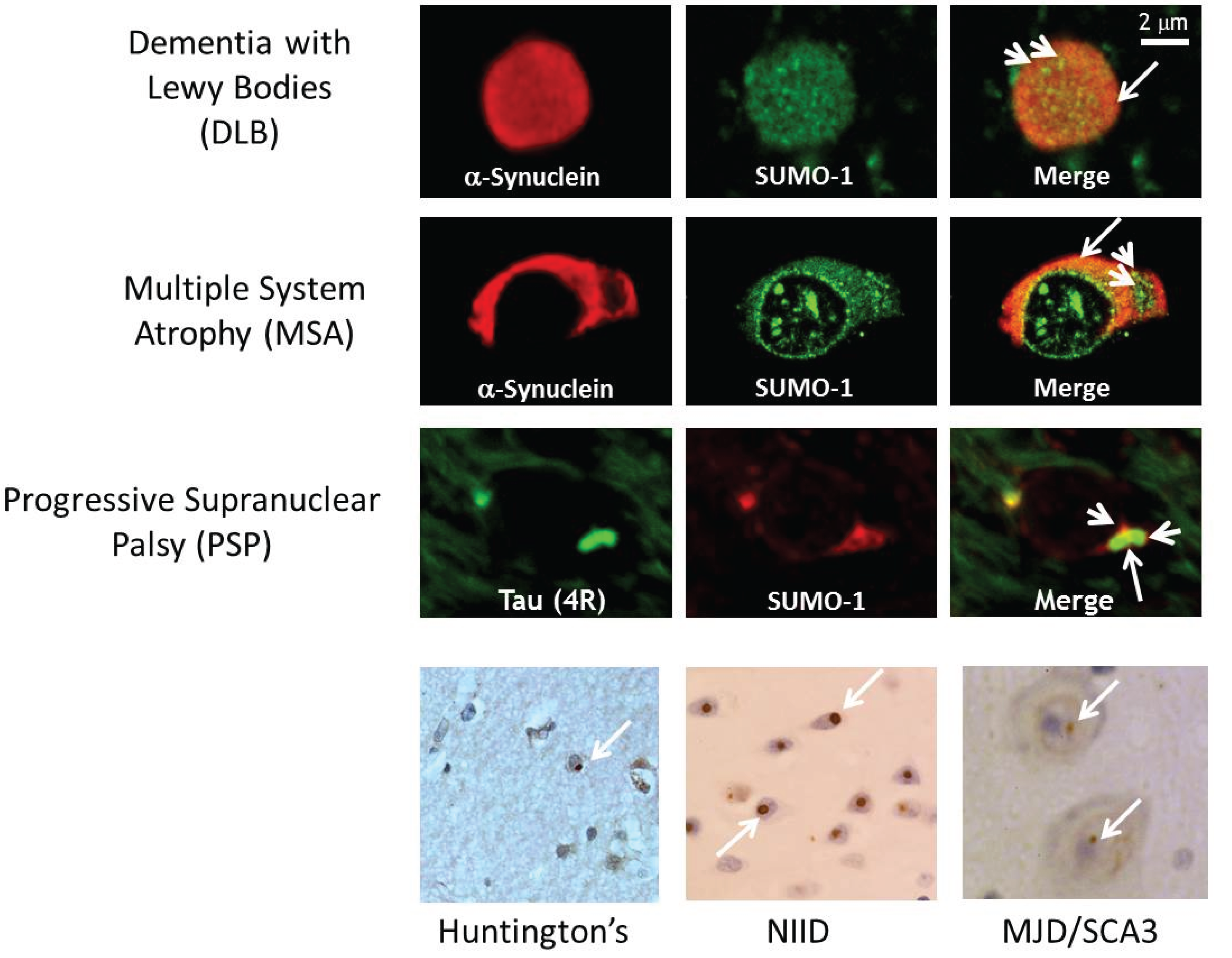 Biomolecules 05 01697 g002