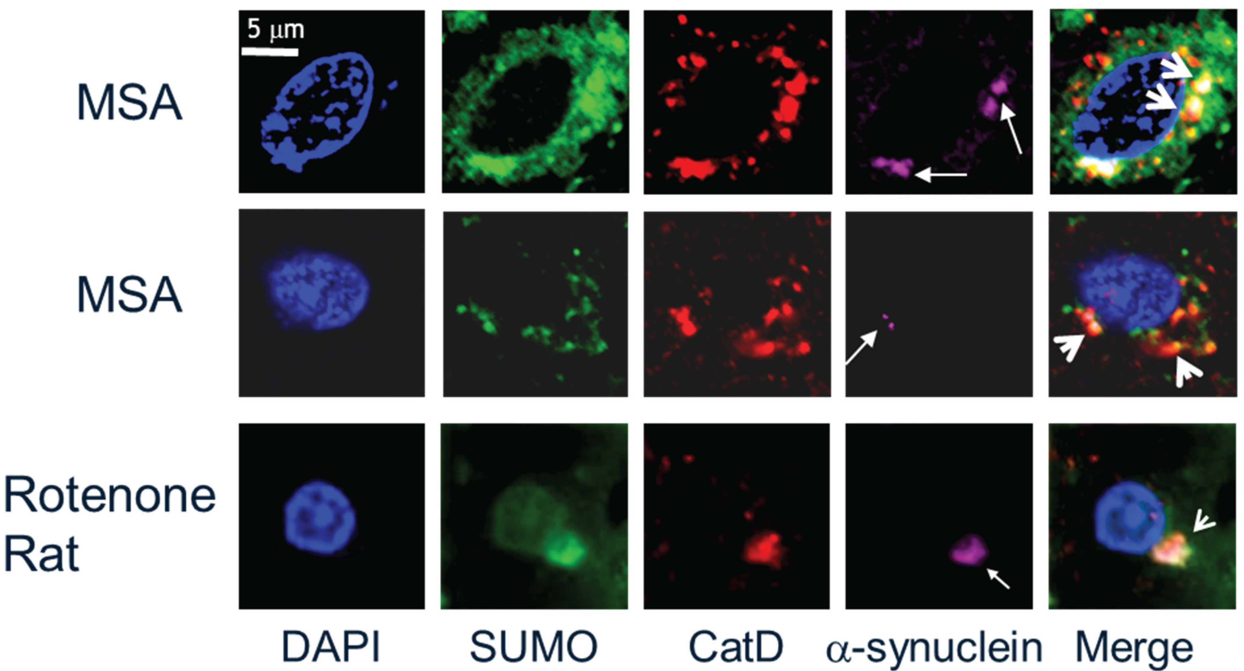 Biomolecules 05 01697 g003
