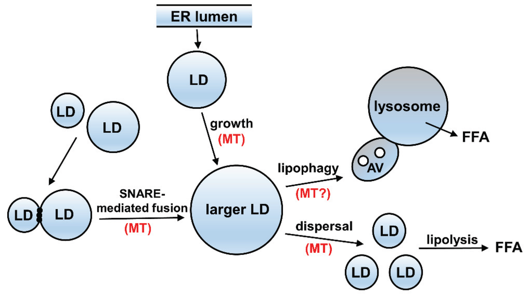Biomolecules 05 02140 g003 1024