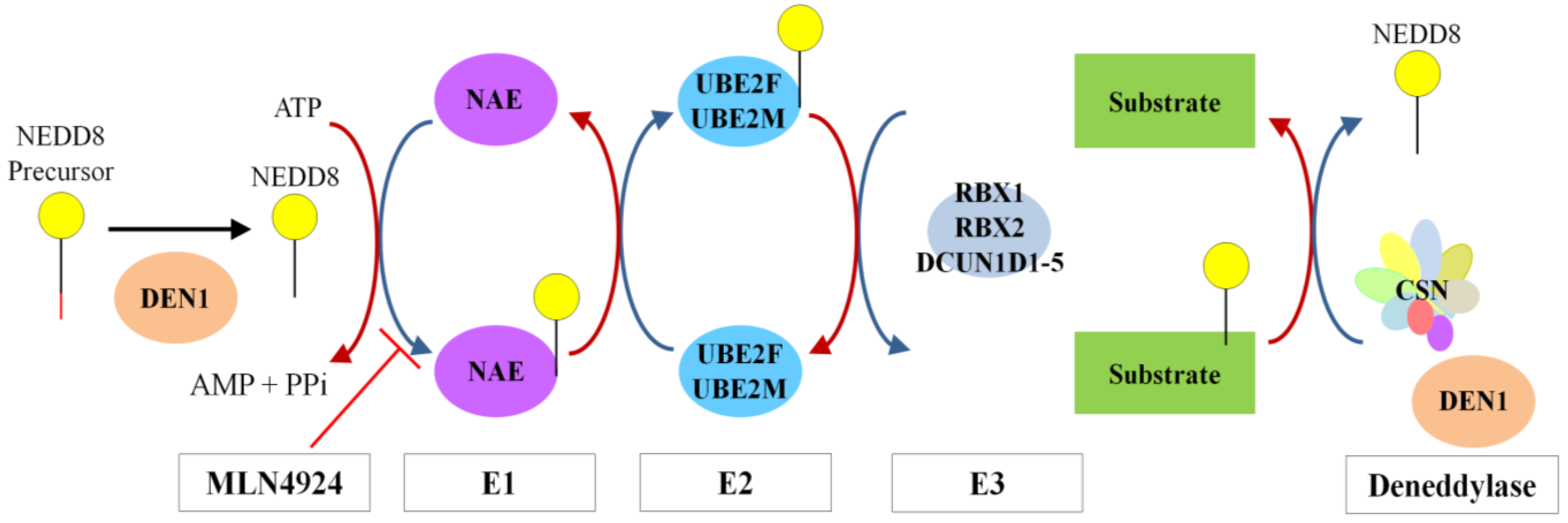 Biomolecules 05 02388 g002