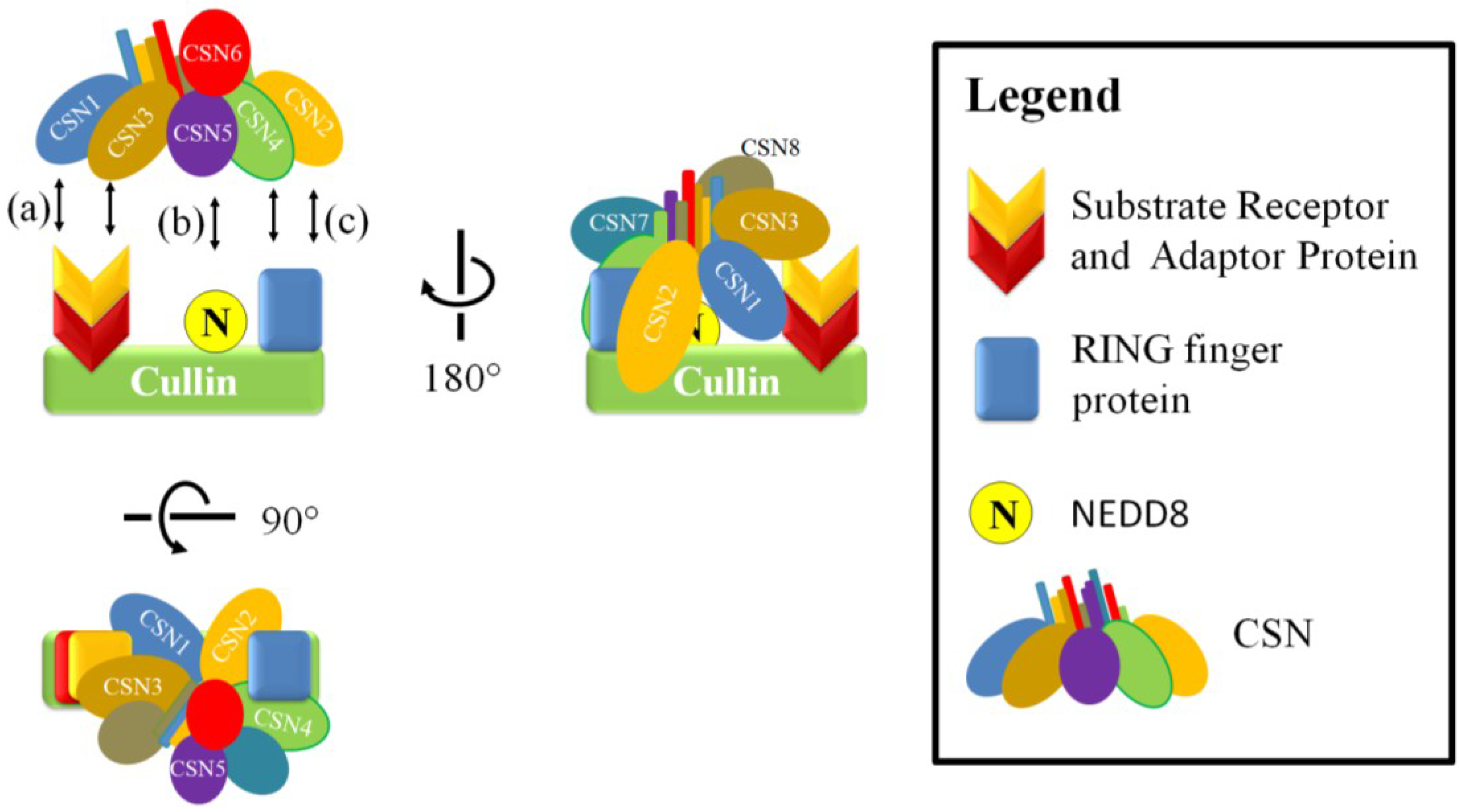 Biomolecules 05 02388 g005