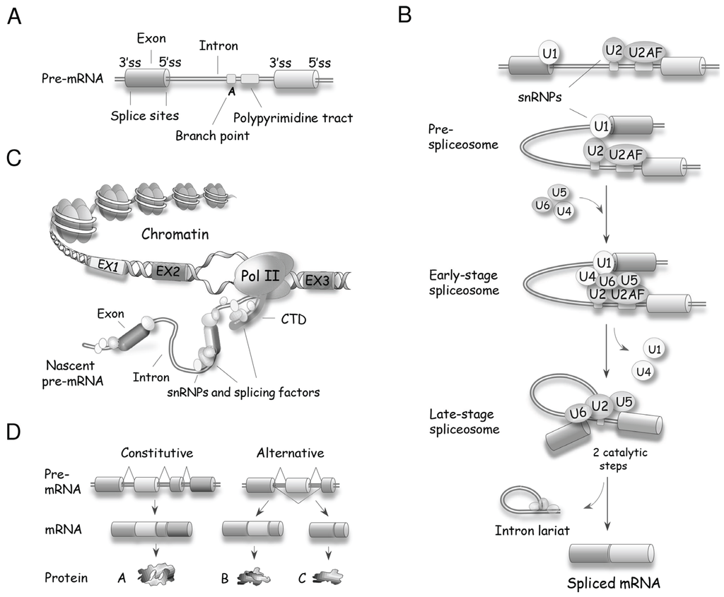 thesis in medicine articles on gastroschisis thesis in medicine articles on gastroschisis