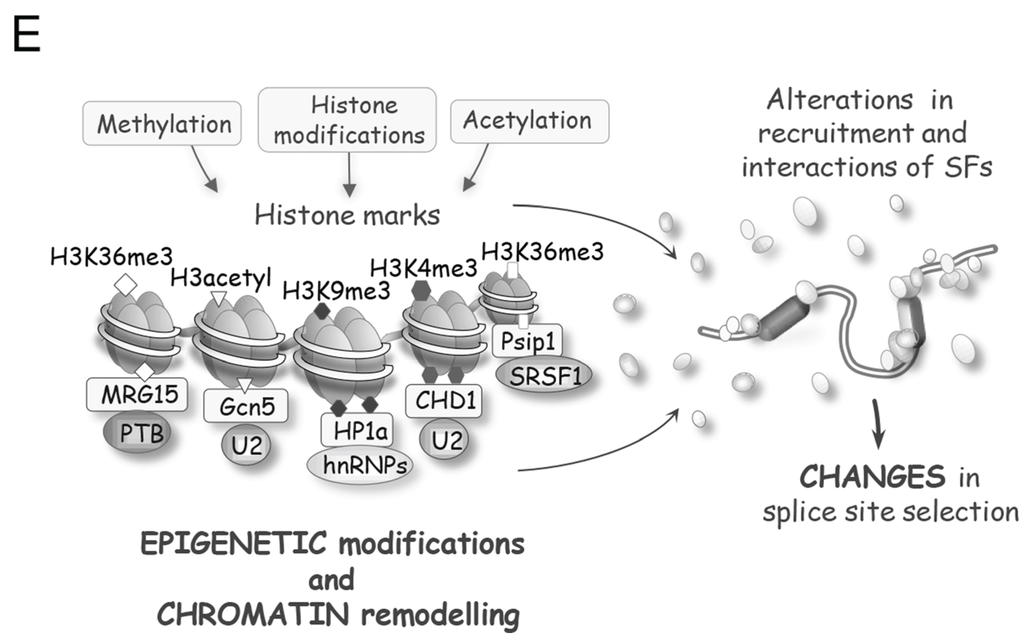 histones essay histones essay