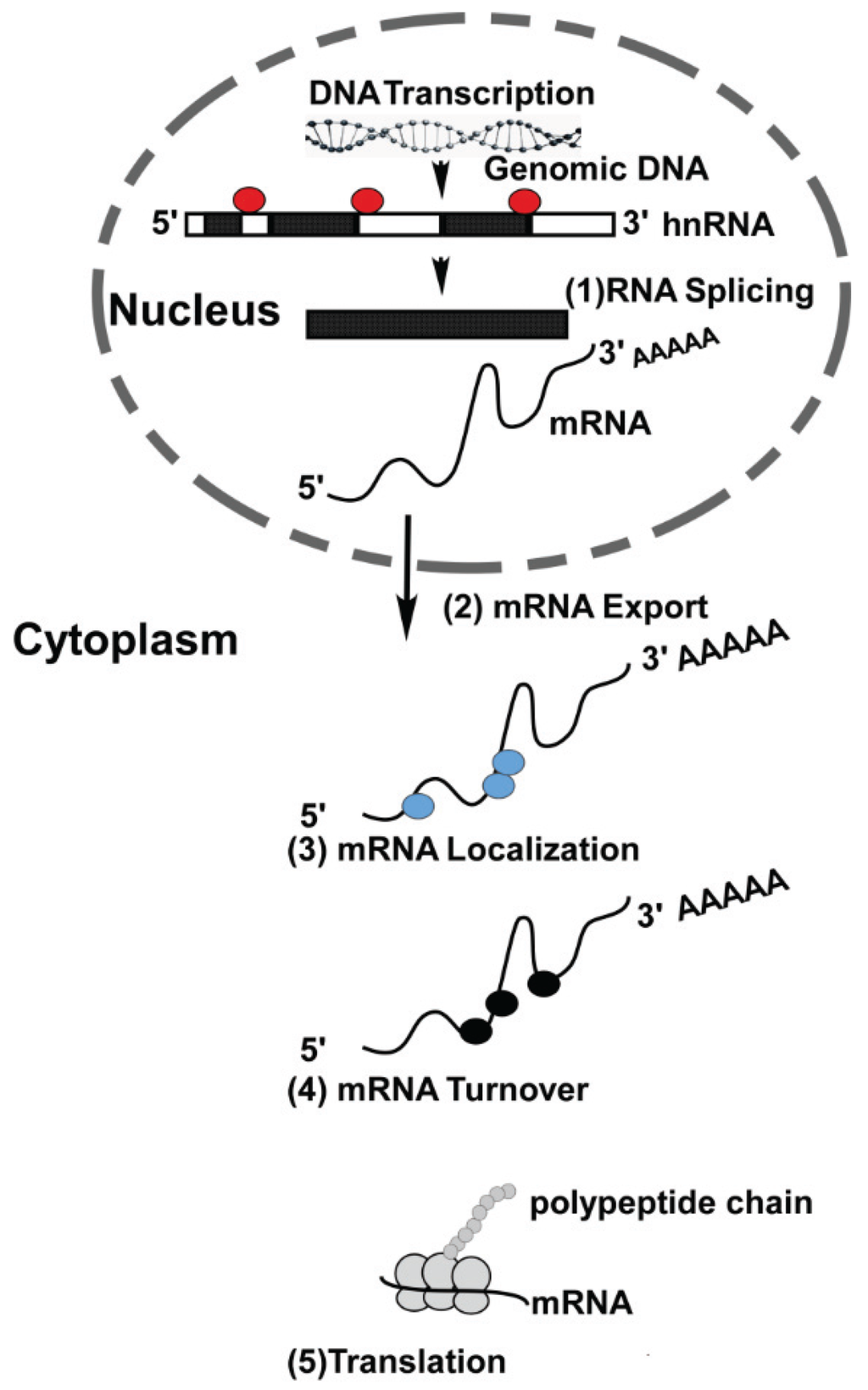 Biomolecules 06 00004 g001 1024
