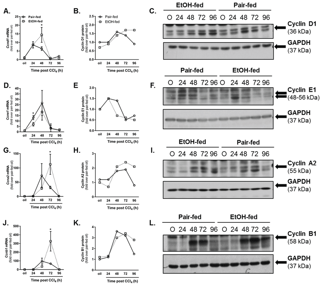 Biomolecules 06 00005 g006 1024