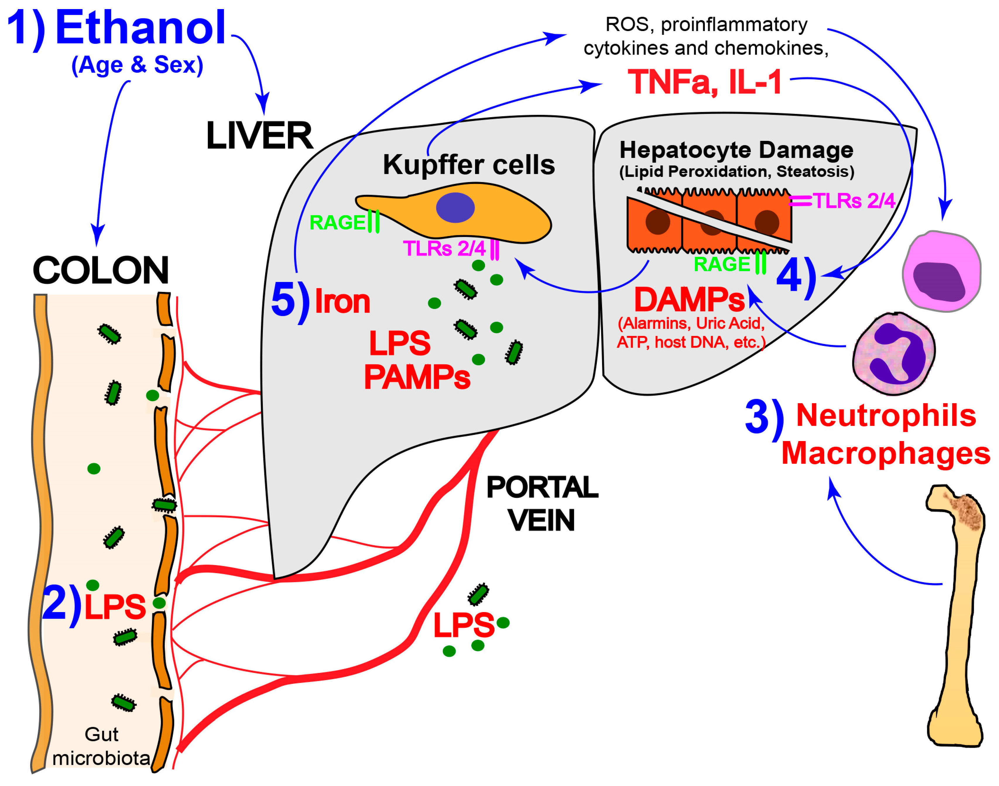 Biomolecules 07 00009 g001