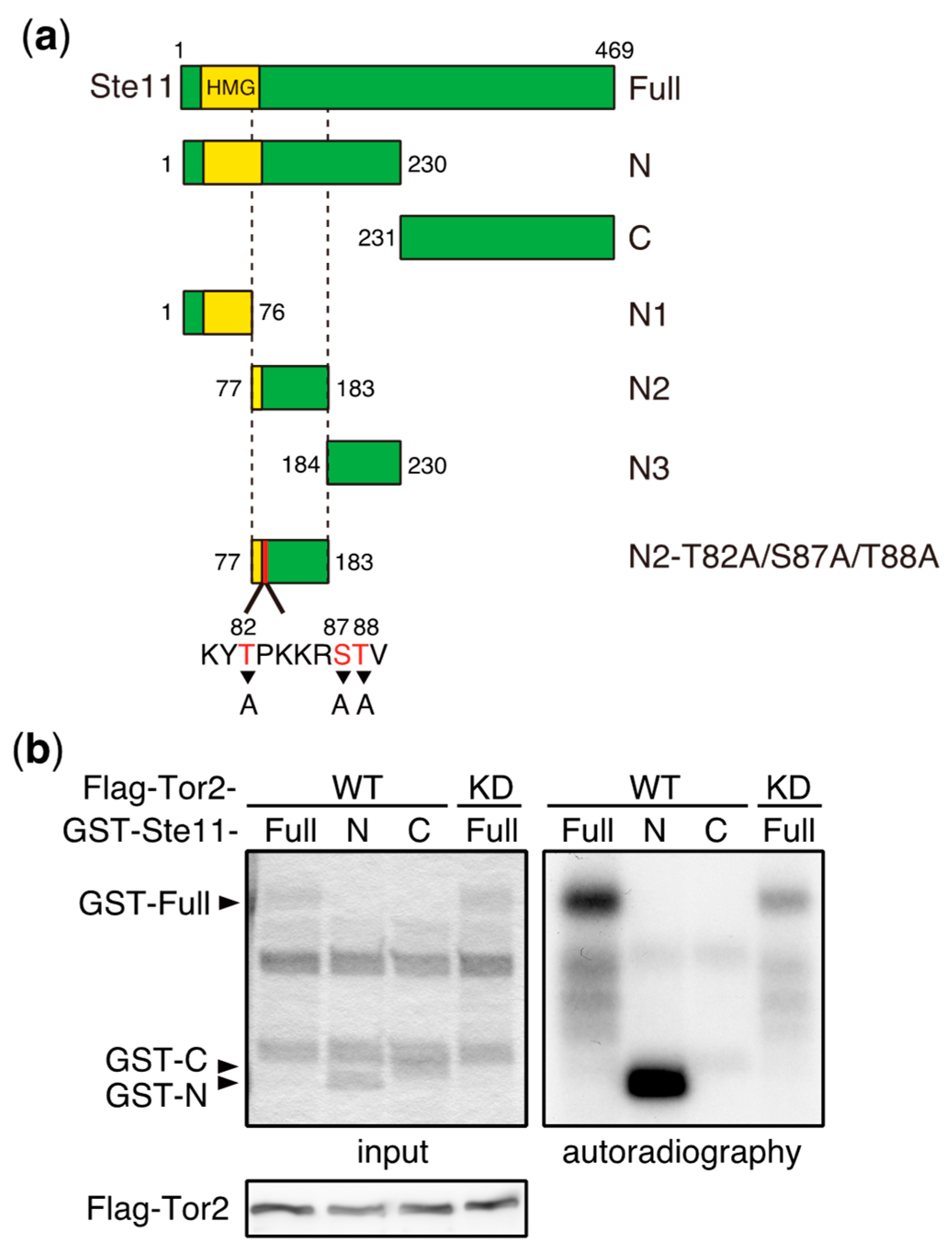 Biomolecules 07 00050 g003a
