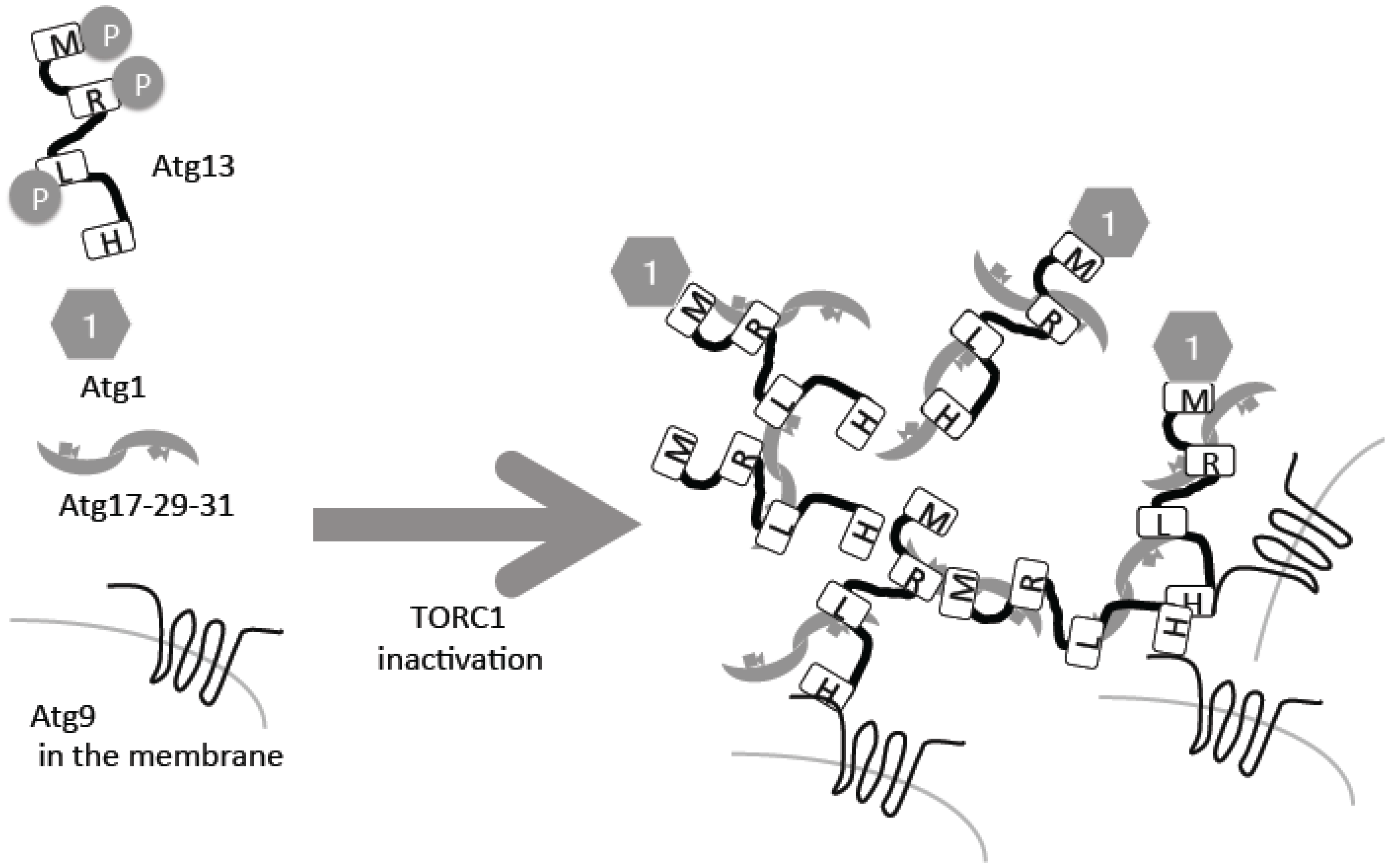 Biomolecules 07 00052 g001