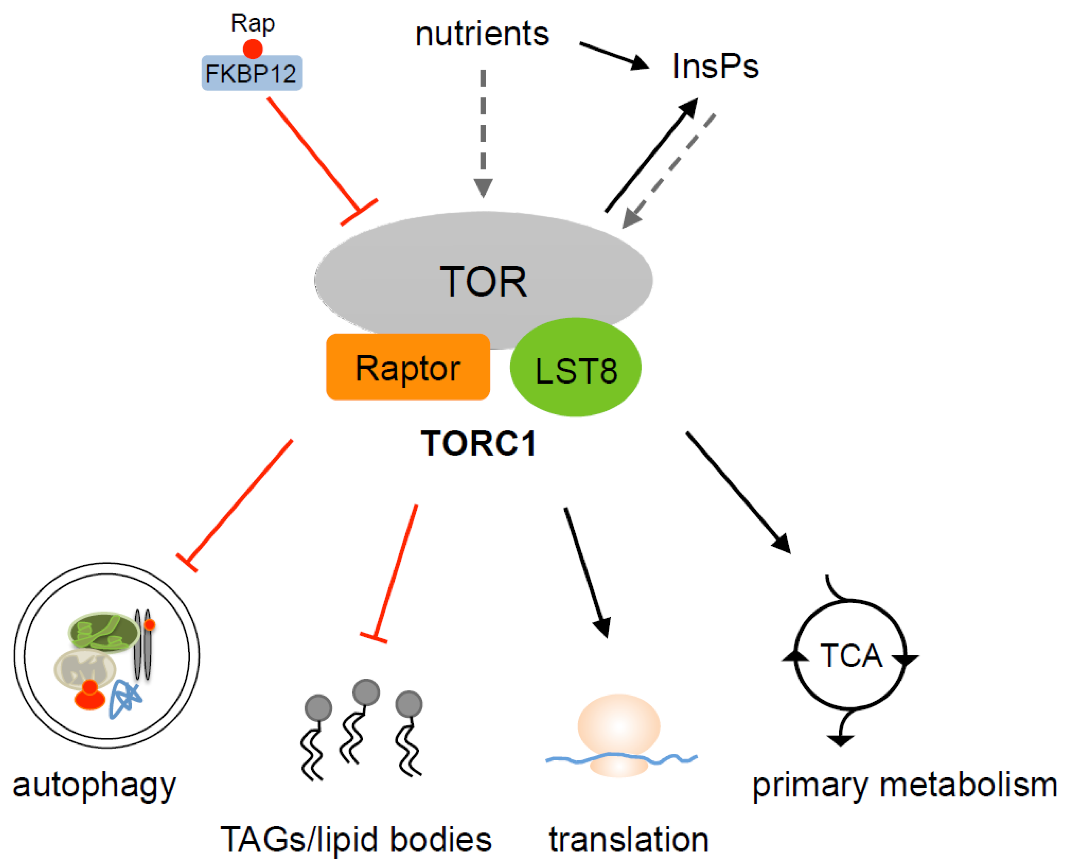 Biomolecules 07 00054 g002