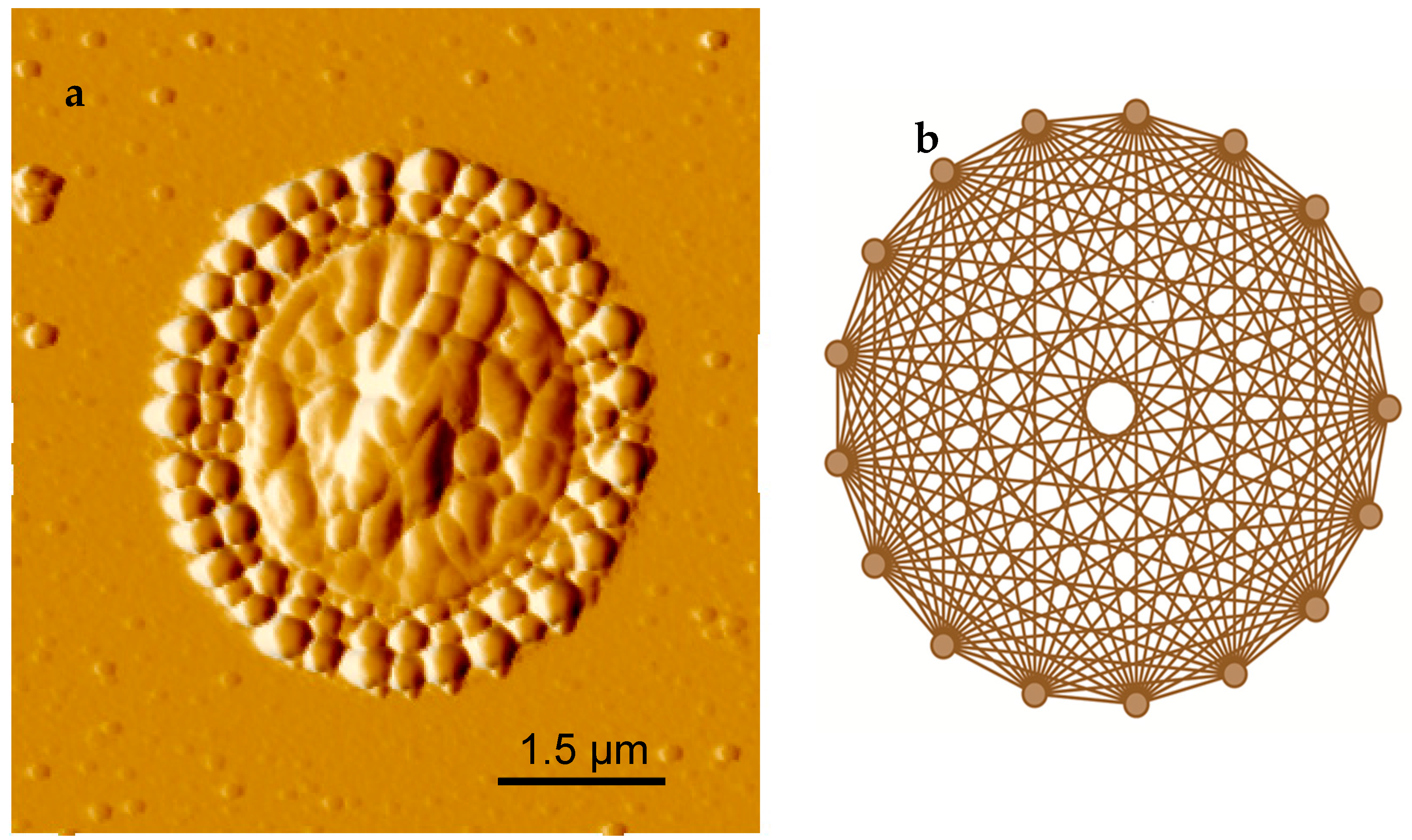 Biomolecules 07 00069 g003