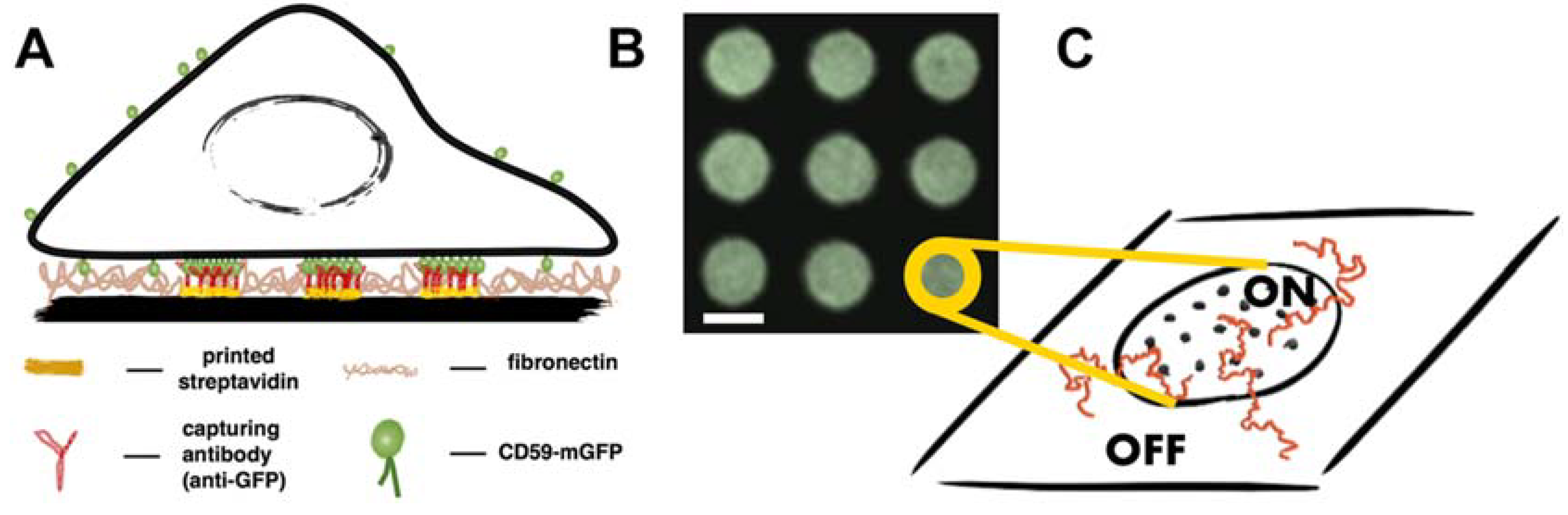 Biomolecules 08 00028 g001