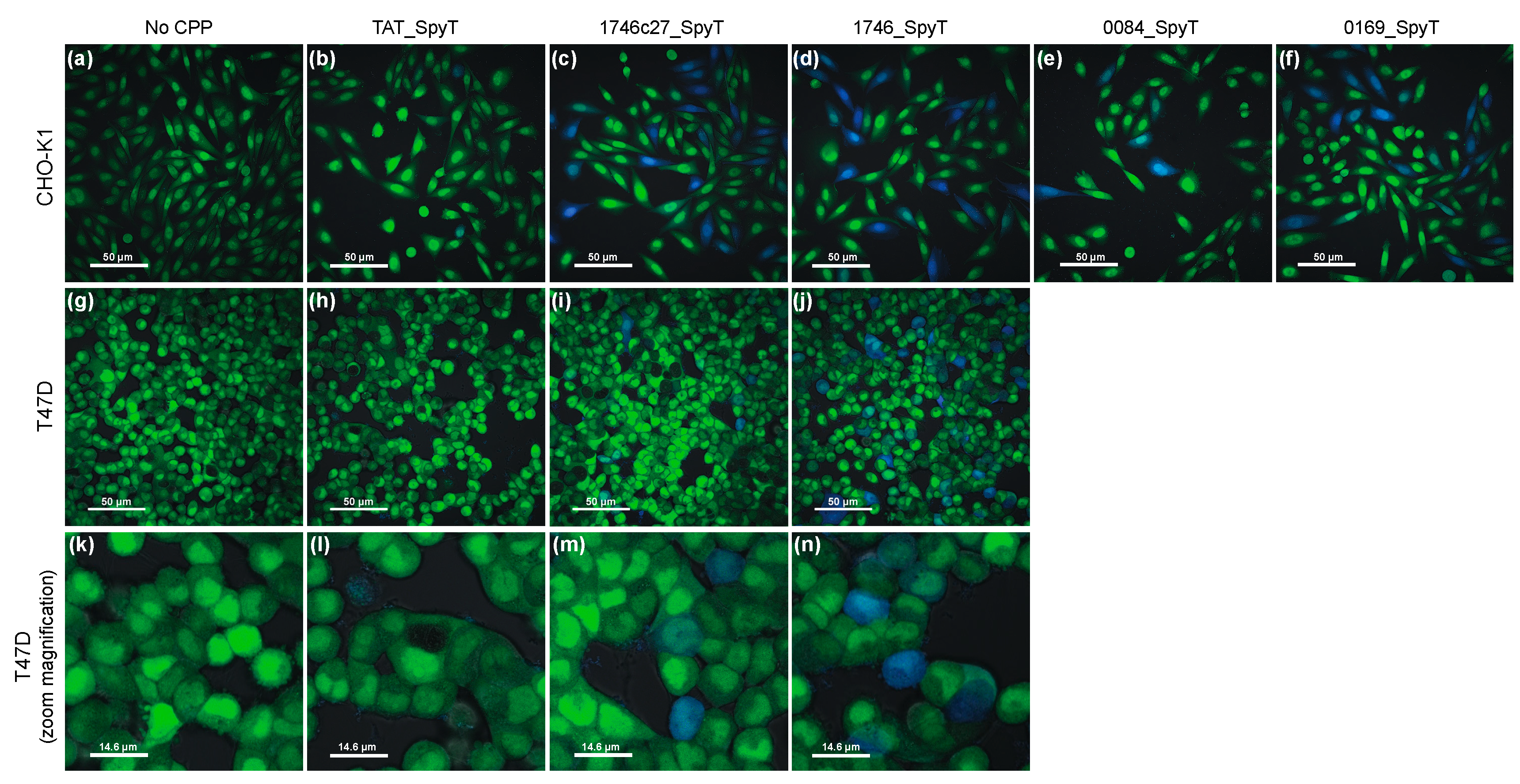 Biomolecules 08 00051 g002