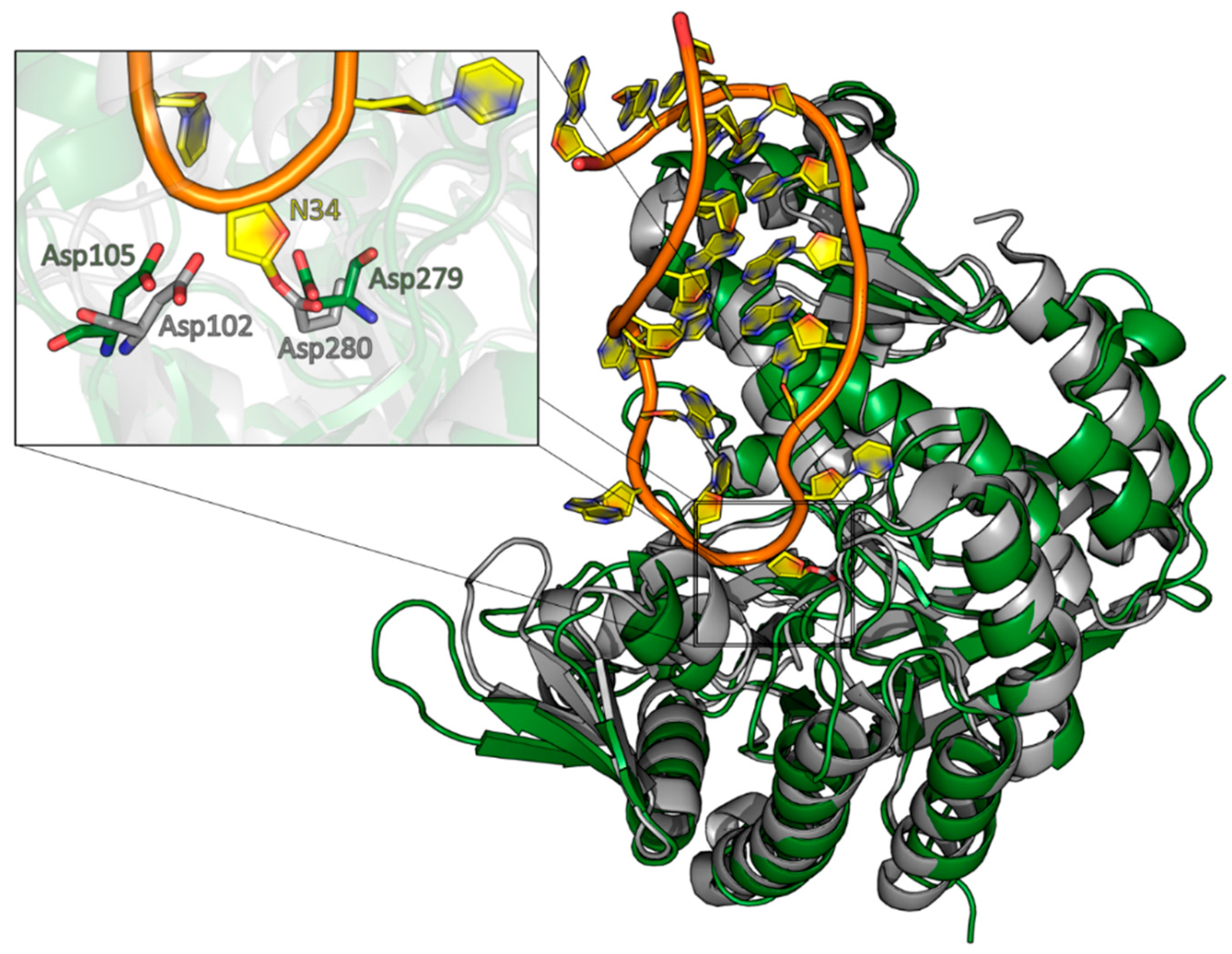 Biomolecules Free FullText Crystal Structure of the Human tRNA
