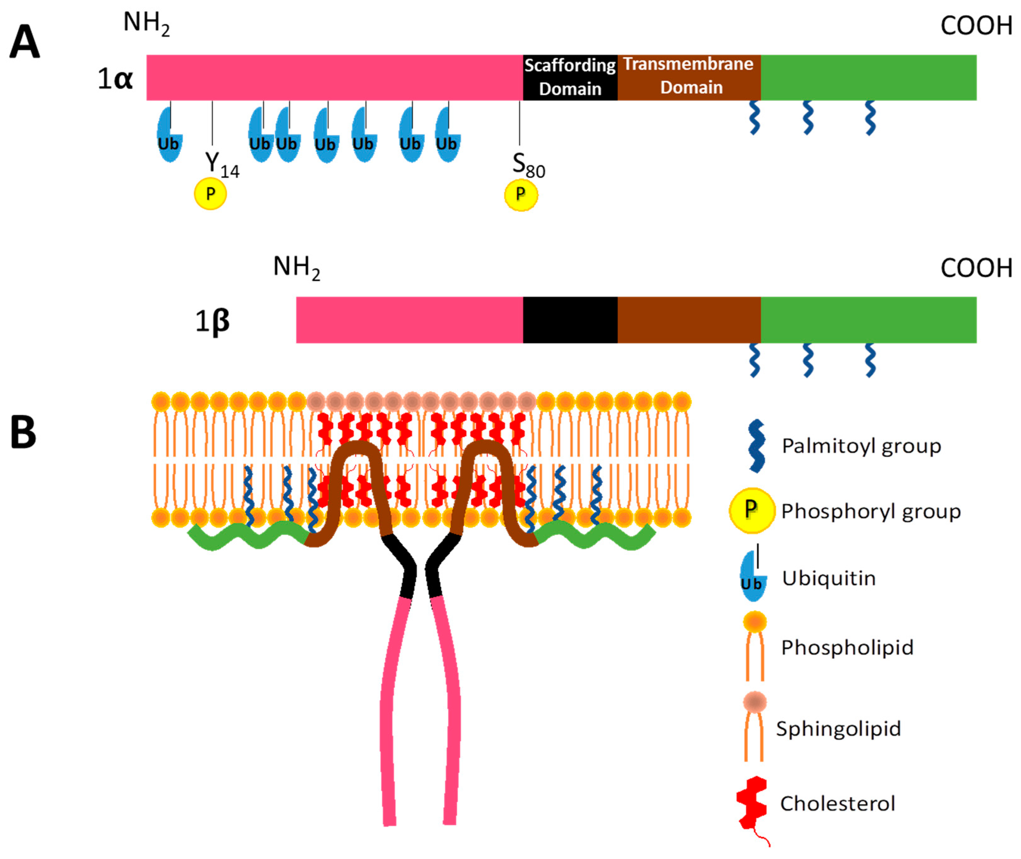 Biomolecules 09 00314 g002 Biomolecules 09 00314 g002