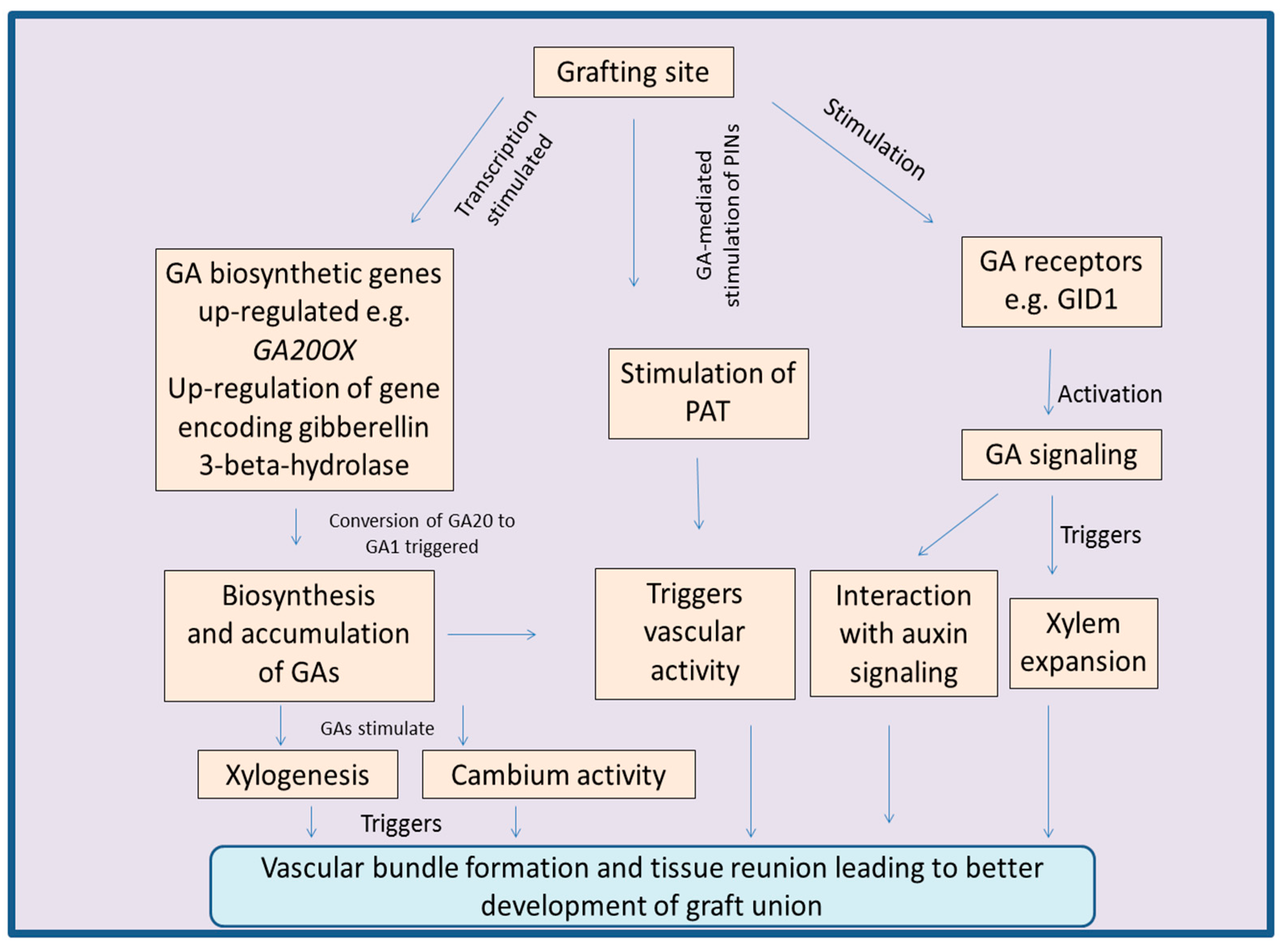 Biomolecules 09 00397 g003
