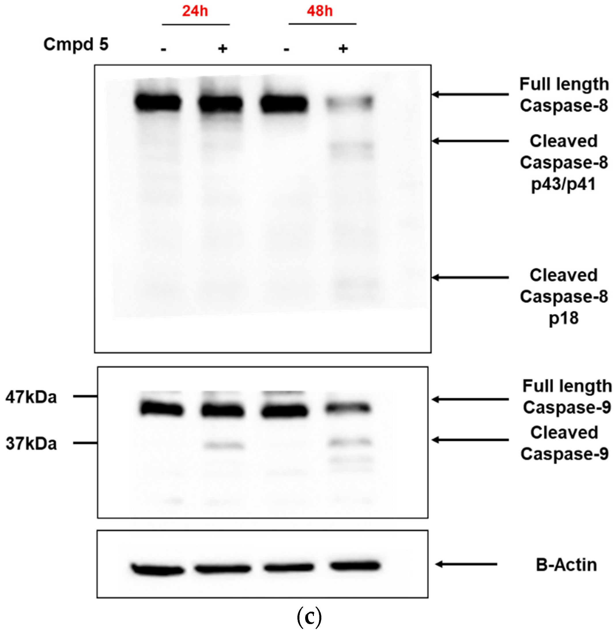Biomolecules 09 00446 g003b