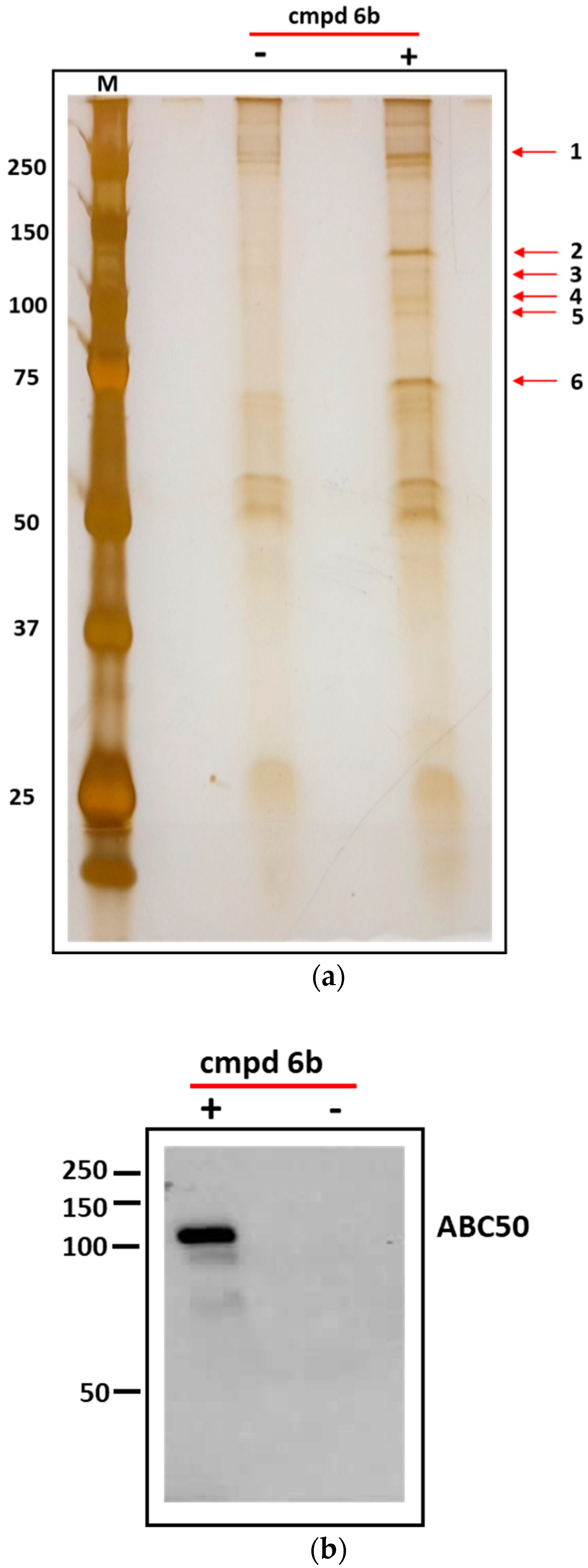 Biomolecules 09 00446 g005
