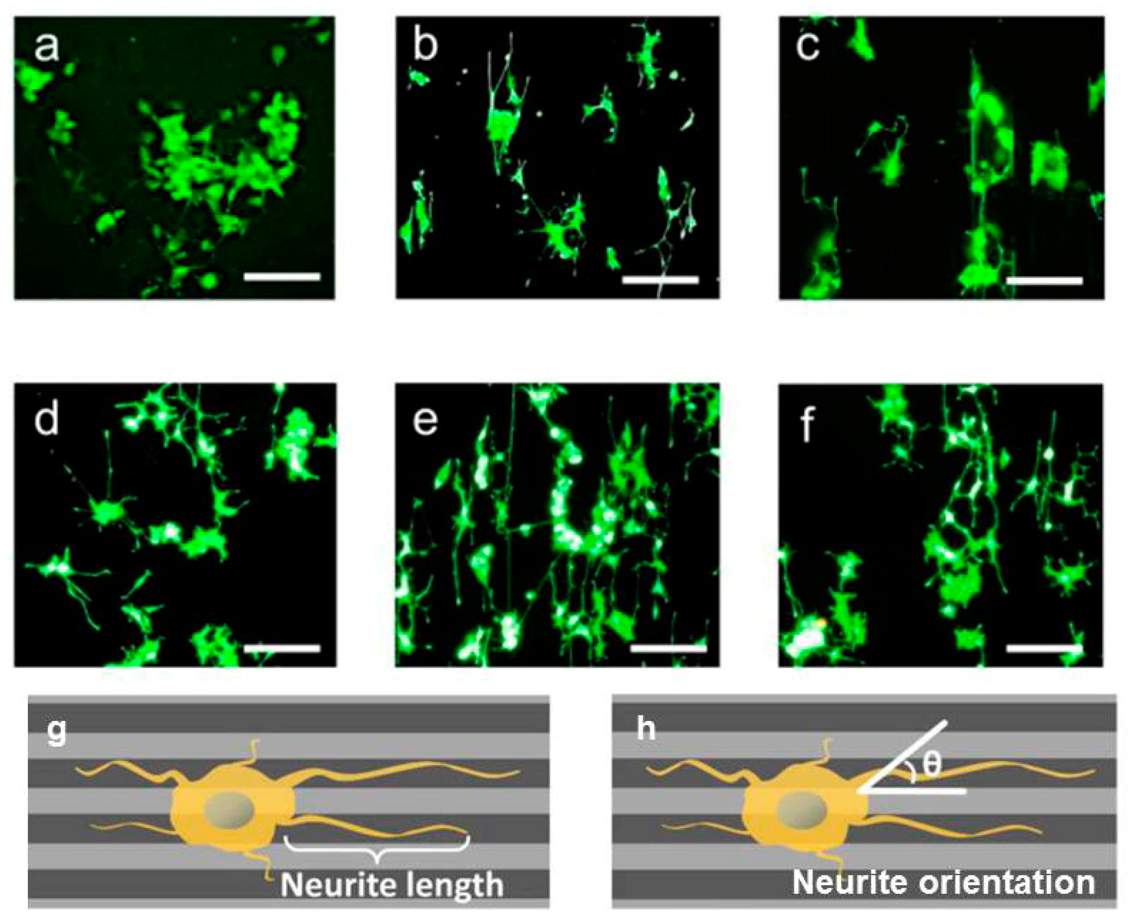 Biomolecules 09 00448 g005