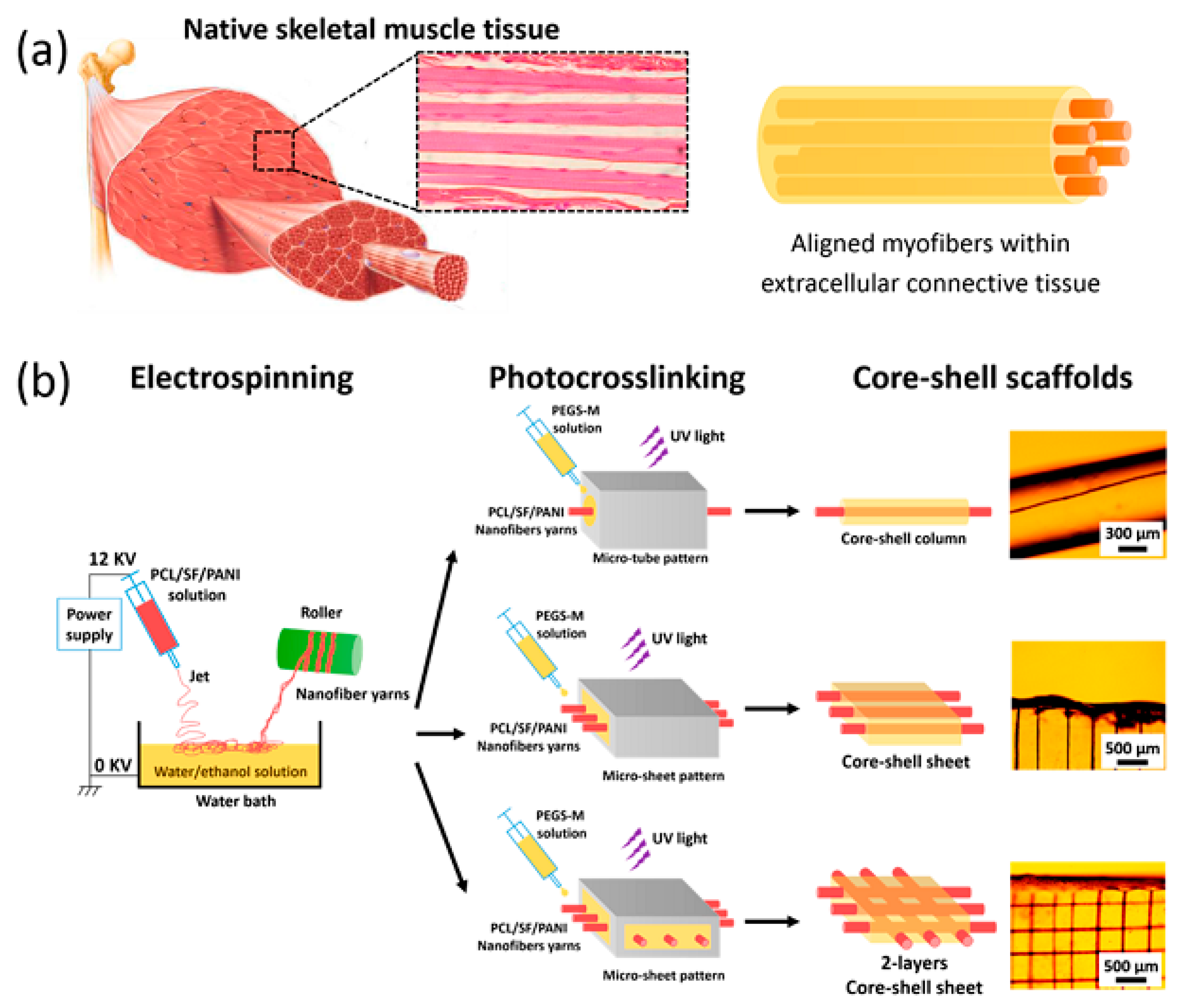 Biomolecules 09 00448 g010