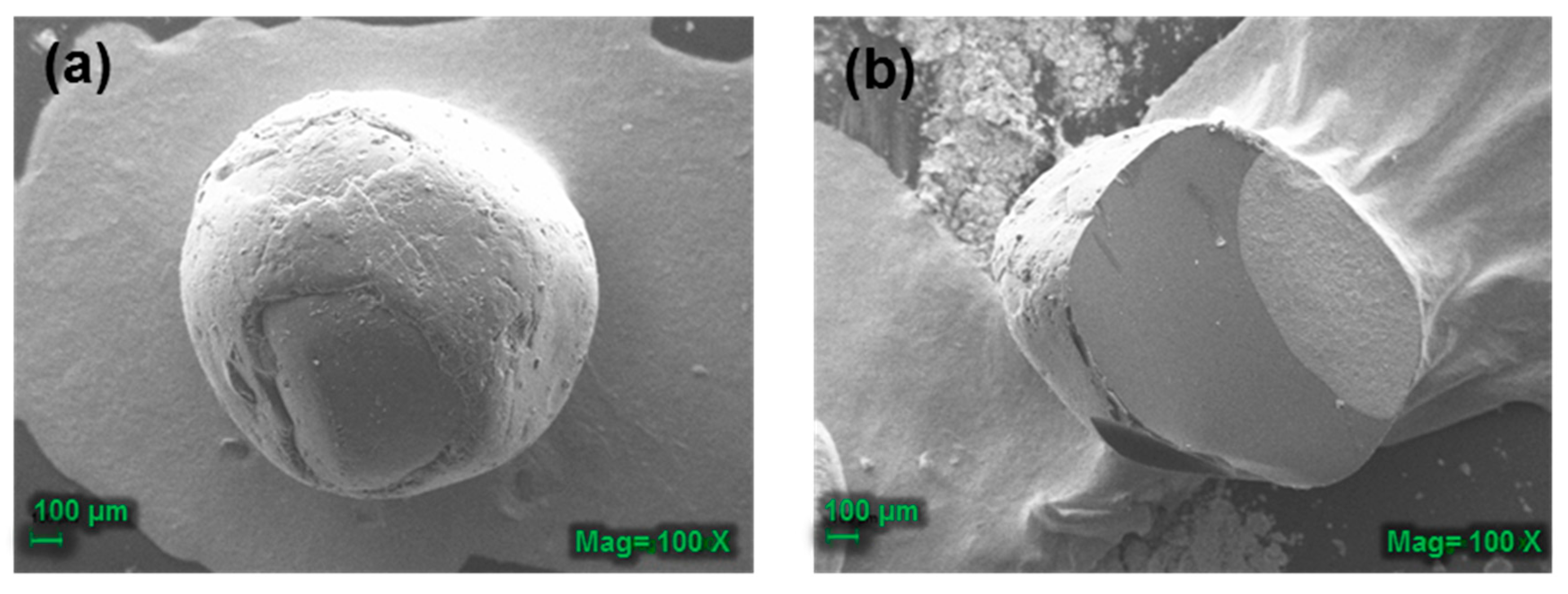 Biomolecules 09 00458 g004